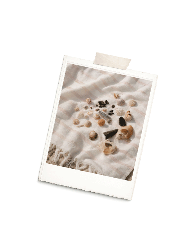 Polaroid of collected seashells on striped fabric